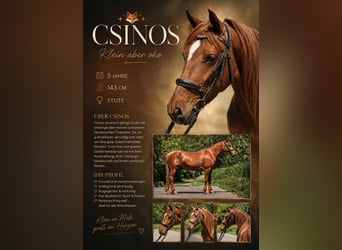 Weitere Ponys/Kleinpferde, Stute, 5 Jahre, 143 cm, Fuchs