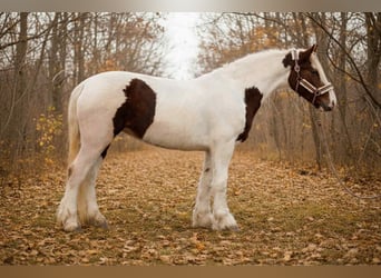 Weitere Ponys/Kleinpferde, Stute, 5 Jahre, 143 cm, Schecke