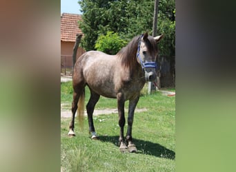 Weitere Ponys/Kleinpferde, Stute, 5 Jahre, 145 cm, Apfelschimmel