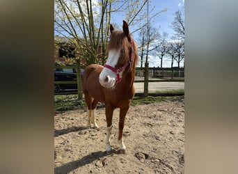 Weitere Ponys/Kleinpferde, Stute, 5 Jahre, 145 cm, Fuchs