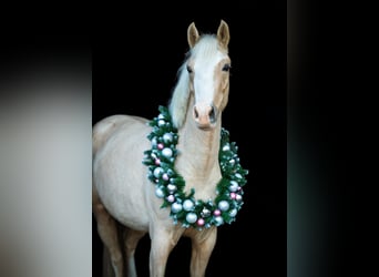 Weitere Ponys/Kleinpferde, Stute, 5 Jahre, 145 cm, Palomino