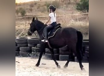 Weitere Ponys/Kleinpferde Mix, Stute, 5 Jahre, 145 cm, Rappe