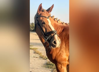 Weitere Ponys/Kleinpferde Mix, Stute, 5 Jahre, 146 cm, Fuchs