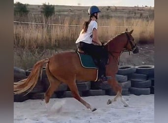 Weitere Ponys/Kleinpferde Mix, Stute, 5 Jahre, 146 cm, Fuchs