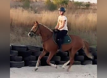 Weitere Ponys/Kleinpferde Mix, Stute, 5 Jahre, 146 cm, Fuchs
