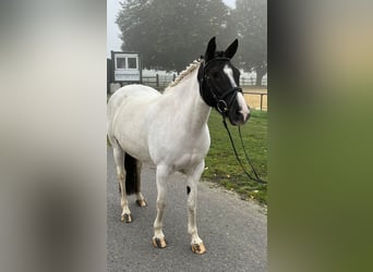 Weitere Ponys/Kleinpferde, Stute, 5 Jahre, 146 cm, Schecke