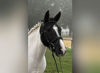 Weitere Ponys/Kleinpferde, Stute, 5 Jahre, 146 cm, Schecke