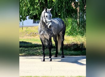 Weitere Ponys/Kleinpferde, Stute, 5 Jahre, 147 cm, Apfelschimmel