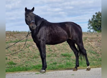 Weitere Ponys/Kleinpferde, Stute, 5 Jahre, 147 cm, Dunkelbrauner