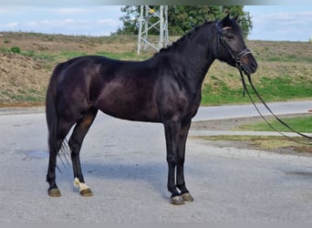 Weitere Ponys/Kleinpferde, Stute, 5 Jahre, 147 cm, Dunkelbrauner