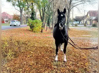 Weitere Ponys/Kleinpferde, Stute, 5 Jahre, 147 cm, Rappe