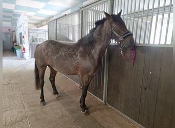 Weitere Ponys/Kleinpferde, Stute, 5 Jahre, 147 cm, Roan-Blue