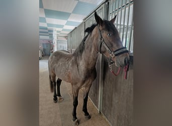 Weitere Ponys/Kleinpferde, Stute, 5 Jahre, 147 cm, Roan-Blue