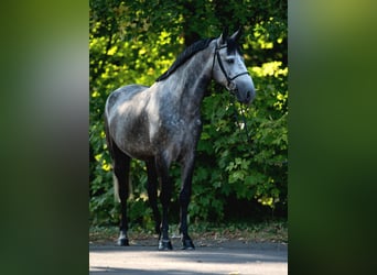 Weitere Ponys/Kleinpferde, Stute, 5 Jahre, 148 cm, Apfelschimmel