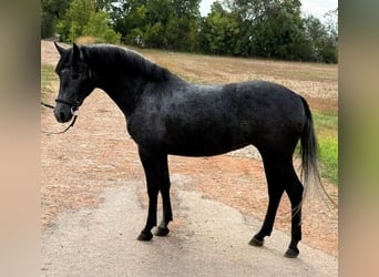 Weitere Ponys/Kleinpferde, Stute, 5 Jahre, 148 cm, Apfelschimmel