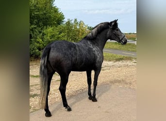 Weitere Ponys/Kleinpferde, Stute, 5 Jahre, 148 cm, Apfelschimmel