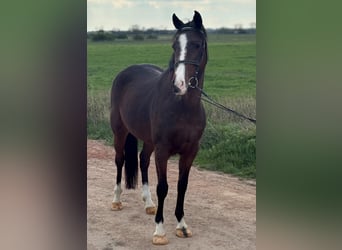 Weitere Ponys/Kleinpferde, Stute, 5 Jahre, 148 cm, Brauner