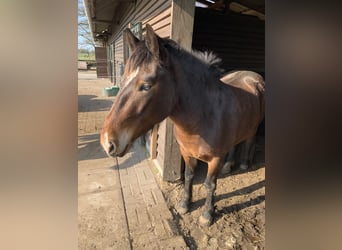 Weitere Ponys/Kleinpferde, Stute, 5 Jahre, 148 cm, Brauner