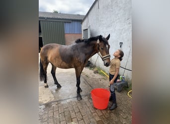 Weitere Ponys/Kleinpferde, Stute, 5 Jahre, 148 cm, Brauner