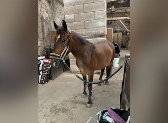 Weitere Ponys/Kleinpferde, Stute, 5 Jahre, 148 cm, Brauner