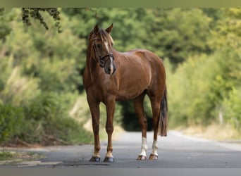 Weitere Ponys/Kleinpferde, Stute, 5 Jahre, 148 cm, Dunkelfuchs