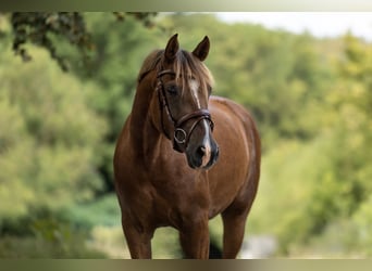 Weitere Ponys/Kleinpferde, Stute, 5 Jahre, 148 cm, Dunkelfuchs