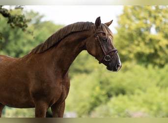 Weitere Ponys/Kleinpferde, Stute, 5 Jahre, 148 cm, Dunkelfuchs