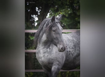 Weitere Ponys/Kleinpferde, Stute, 5 Jahre, 148 cm, Roan-Blue