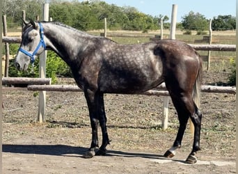 Weitere Ponys/Kleinpferde, Stute, 5 Jahre, 148 cm, Schimmel