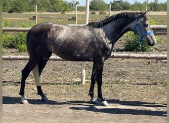 Weitere Ponys/Kleinpferde, Stute, 5 Jahre, 148 cm, Schimmel