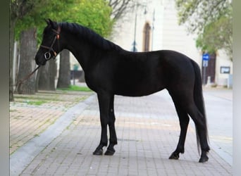 Weitere Ponys/Kleinpferde, Stute, 5 Jahre, 149 cm, Rappe