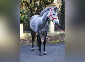 Weitere Ponys/Kleinpferde, Stute, 5 Jahre, 150 cm, Apfelschimmel