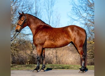 Weitere Ponys/Kleinpferde, Stute, 5 Jahre, 150 cm, Brauner