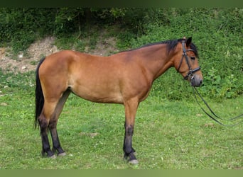 Weitere Ponys/Kleinpferde, Stute, 5 Jahre, 150 cm, Brauner