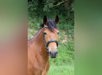 Weitere Ponys/Kleinpferde, Stute, 5 Jahre, 150 cm, Brauner