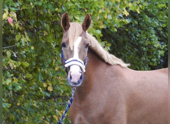 Weitere Ponys/Kleinpferde, Stute, 5 Jahre, 150 cm, Fuchs