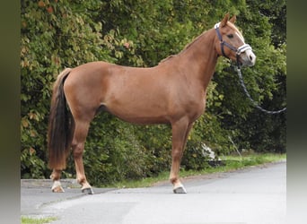 Weitere Ponys/Kleinpferde, Stute, 5 Jahre, 150 cm, Fuchs