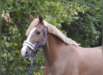 Weitere Ponys/Kleinpferde, Stute, 5 Jahre, 150 cm, Fuchs