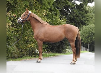 Weitere Ponys/Kleinpferde, Stute, 5 Jahre, 150 cm, Fuchs