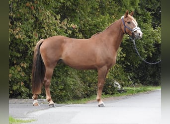 Weitere Ponys/Kleinpferde, Stute, 5 Jahre, 150 cm, Fuchs