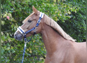 Weitere Ponys/Kleinpferde, Stute, 5 Jahre, 150 cm, Fuchs