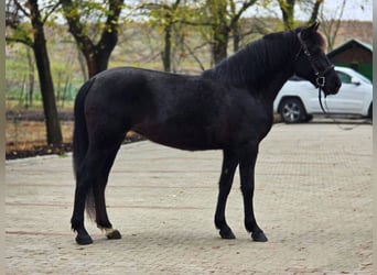 Weitere Ponys/Kleinpferde, Stute, 5 Jahre, 150 cm, Rappe