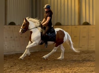 Weitere Ponys/Kleinpferde, Stute, 5 Jahre, 150 cm, Schecke