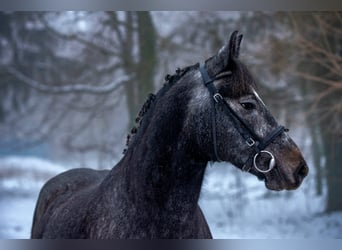 Weitere Ponys/Kleinpferde, Stute, 5 Jahre, 150 cm, Schimmel