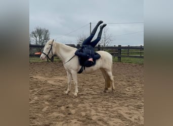 Weitere Ponys/Kleinpferde, Stute, 5 Jahre, 152 cm, Cremello