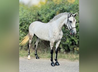 Weitere Ponys/Kleinpferde, Stute, 5 Jahre, 152 cm, Schimmel
