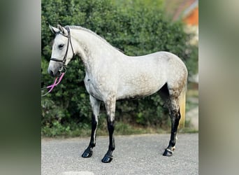 Weitere Ponys/Kleinpferde, Stute, 5 Jahre, 152 cm, Schimmel