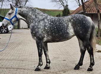 Weitere Ponys/Kleinpferde, Stute, 5 Jahre, 155 cm, Apfelschimmel