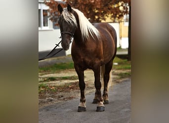 Weitere Ponys/Kleinpferde, Stute, 5 Jahre, 155 cm, Brauner