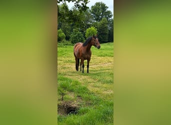 Weitere Ponys/Kleinpferde, Stute, 5 Jahre, 155 cm, Brauner